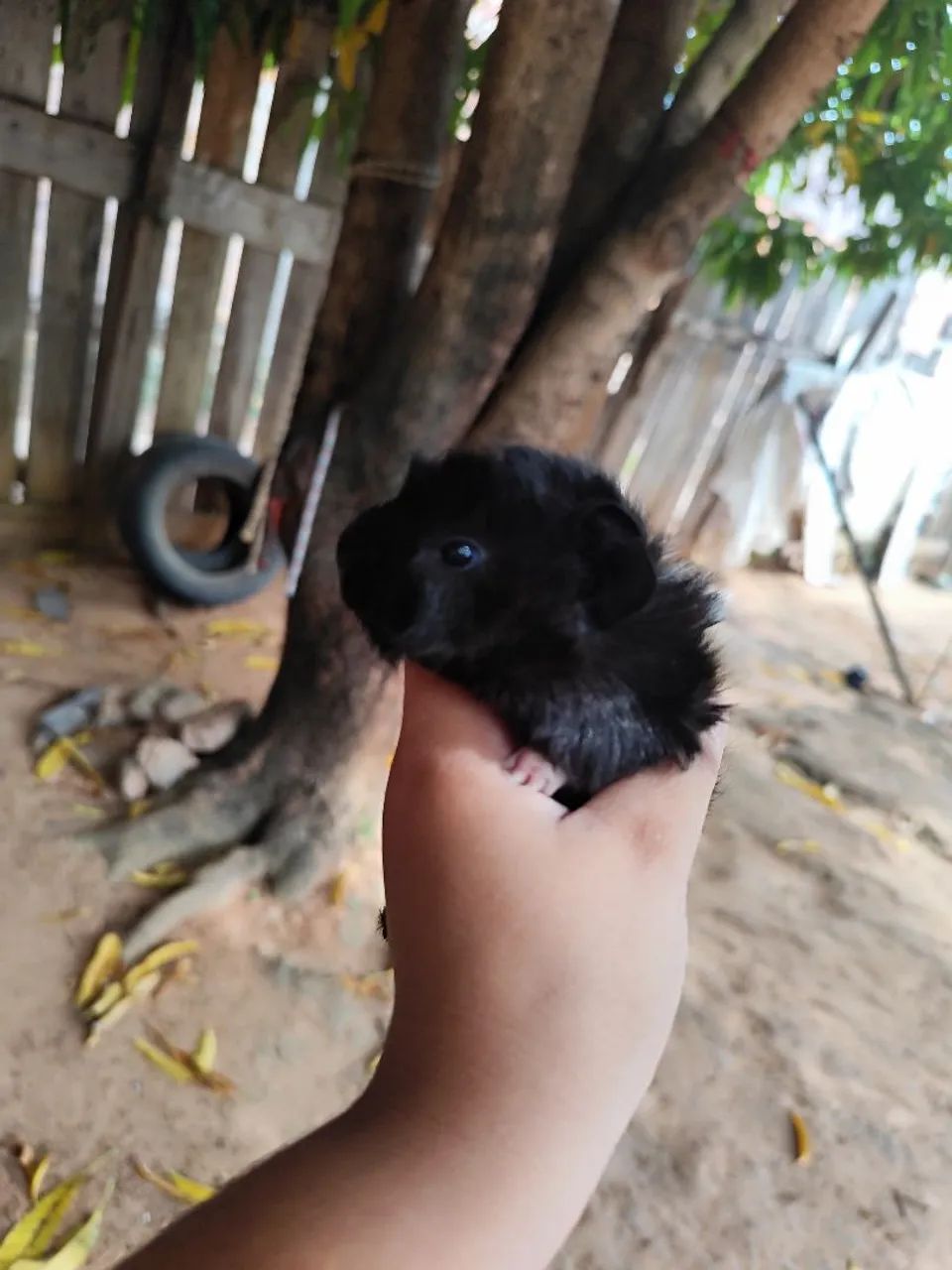 Porquinha da Índia - Foto 3