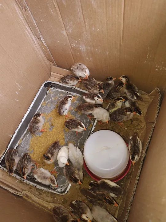 Pintos de Galinha D'Angola - Lindos e Saudáveis - Foto 2