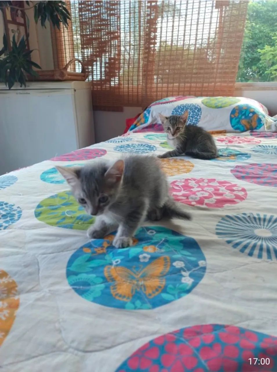 GATINHOS PARA ADOÇÃO  - Foto 2