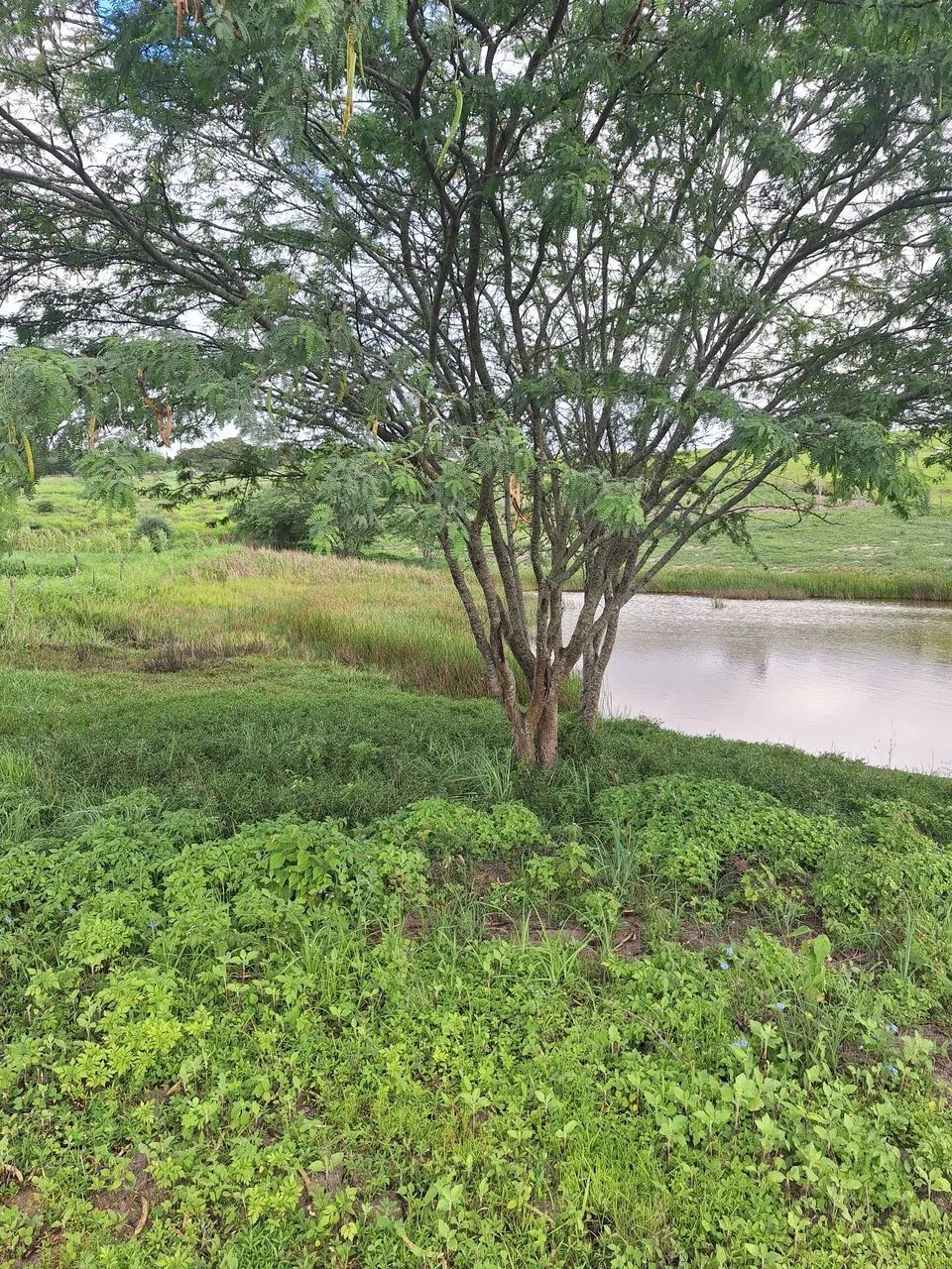 Lindo Sítio  - Foto 2