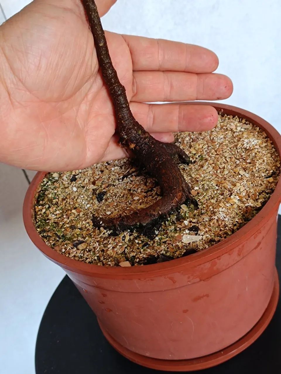 Bonsai Ficus - Foto 6