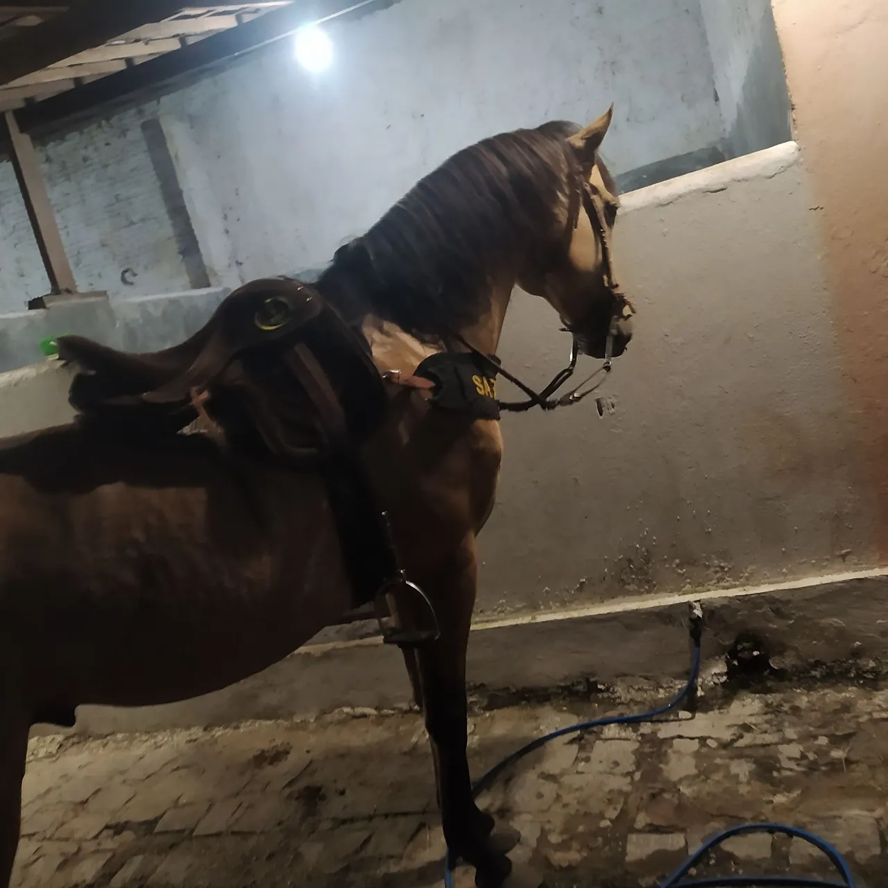 Cavalo para venda