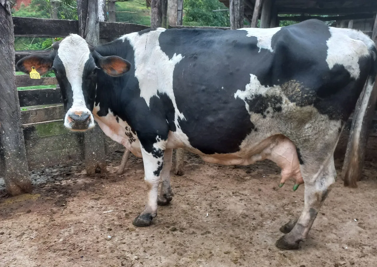 Vacas e novilhas leiteiras (leia anúncio)