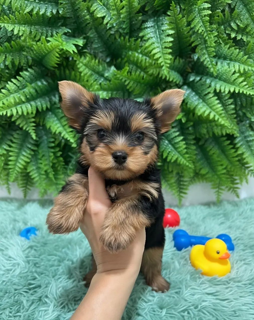 Yorkshire macho. Amor à primeira vista!