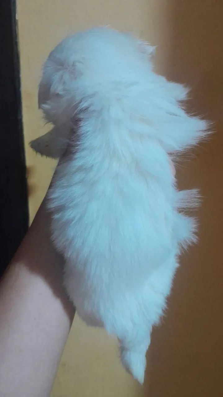 Filhote Maltês Fêmea e macho