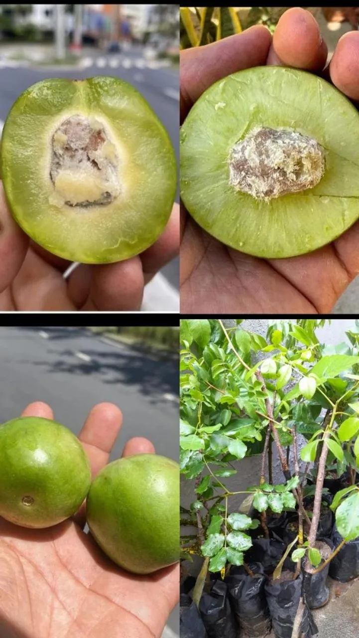 Muda de umbu gigante exertada 