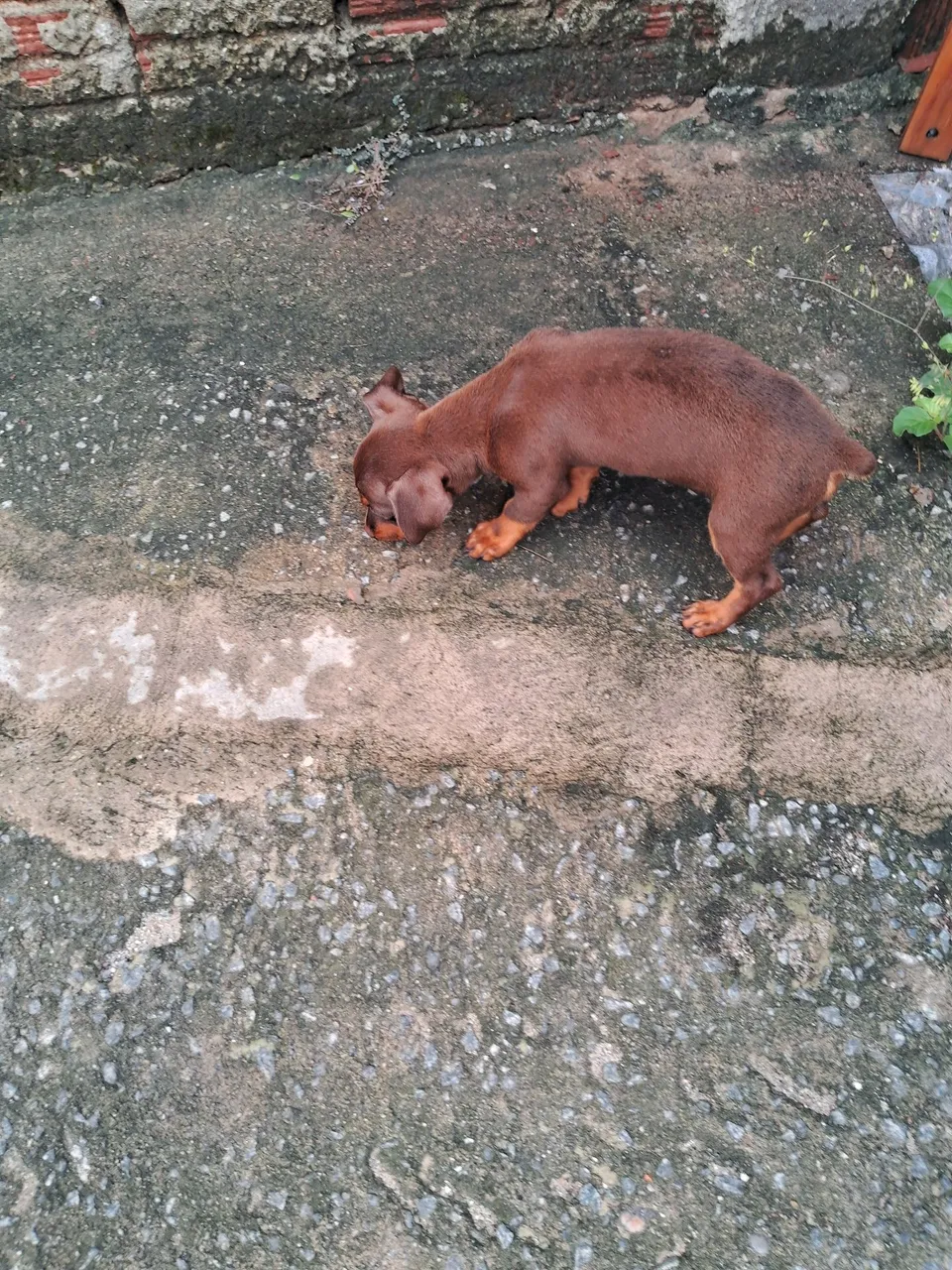 Filhote de Pinscher n°para venda
