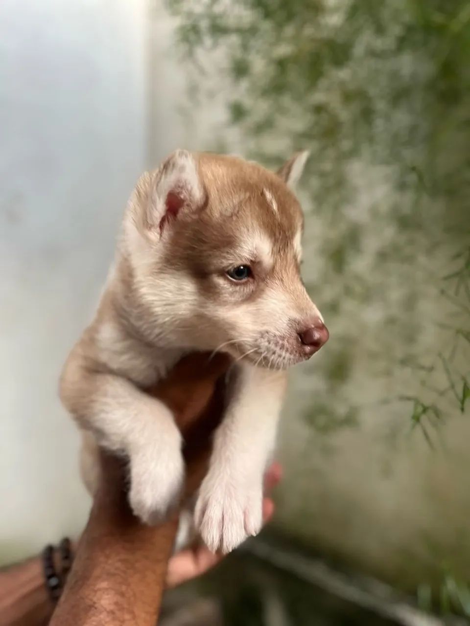 Lindos filhotes de Husky siberiano  - Foto 5
