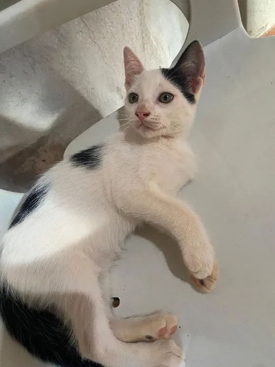 Gatinho Macho - Foto 3