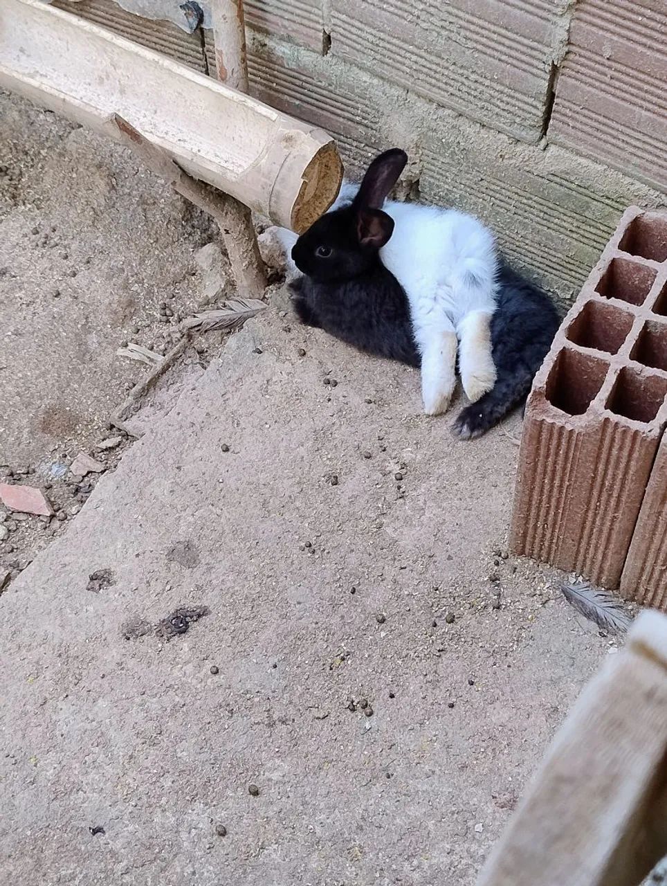 Vendo coelhos  - Foto 4