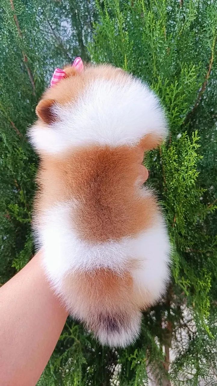 Filhote de Spitz Alemão Miniatura - Foto 4