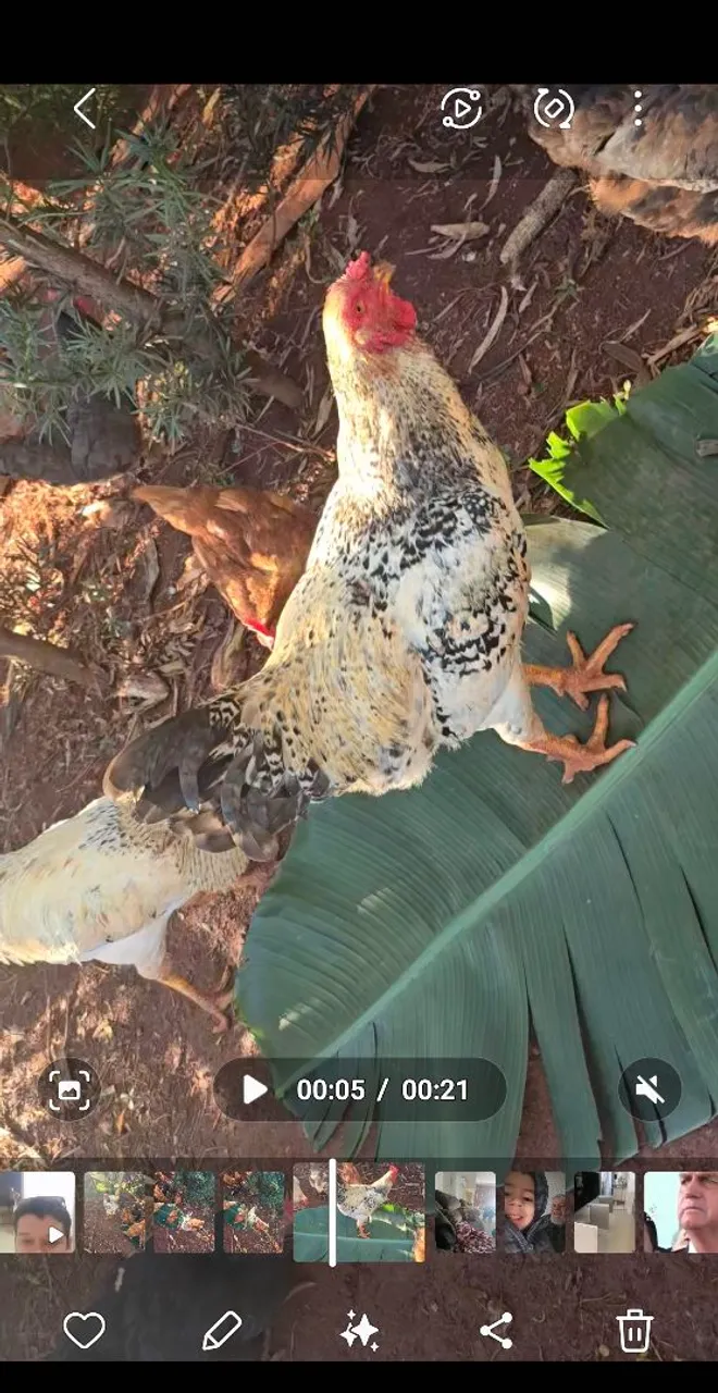 Galinhas e galos