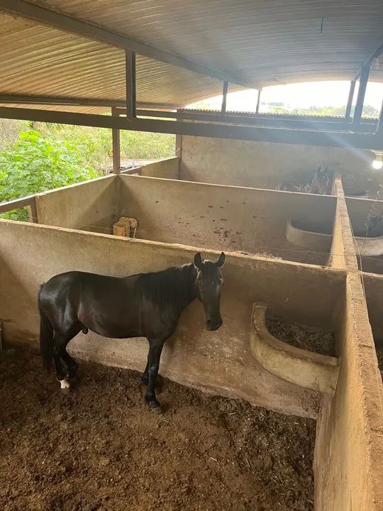 potro margalarga - Foto 3