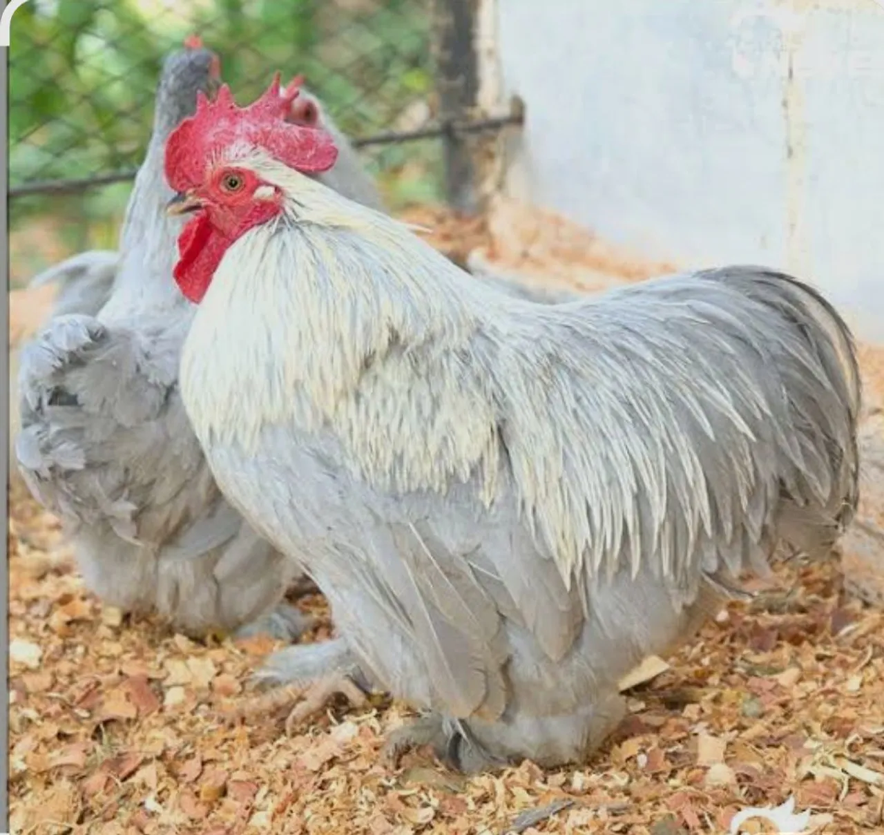 Galinhas ornamentais - Lindas e saudáveis!