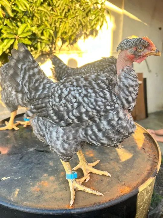 Pescoço pelado pedrês, Label rouge pedrês, frangas . - Foto 5