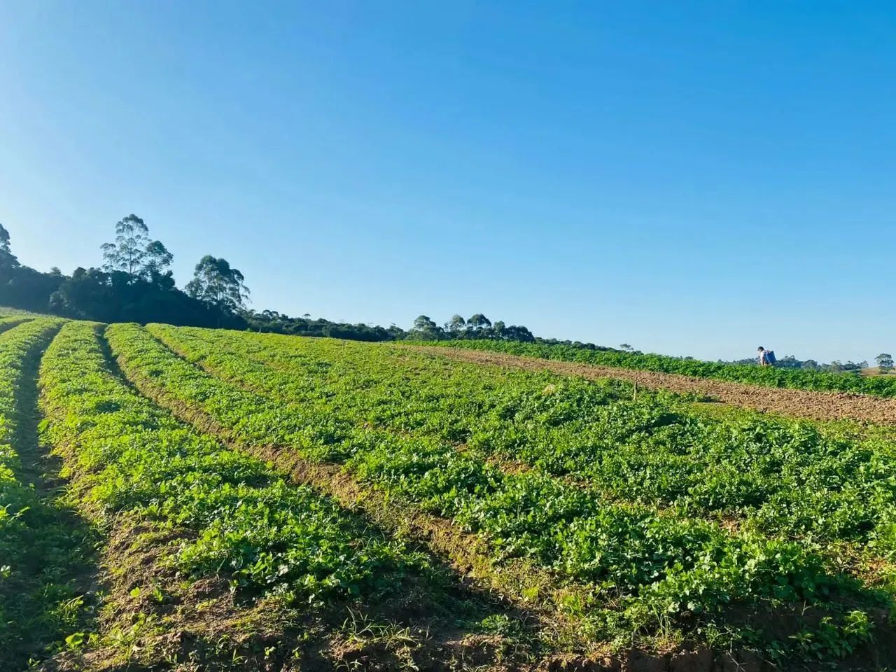 Seu Refúgio Diante da Correria da Cidade! 500m² de Paz por R$60mil! - Foto 3