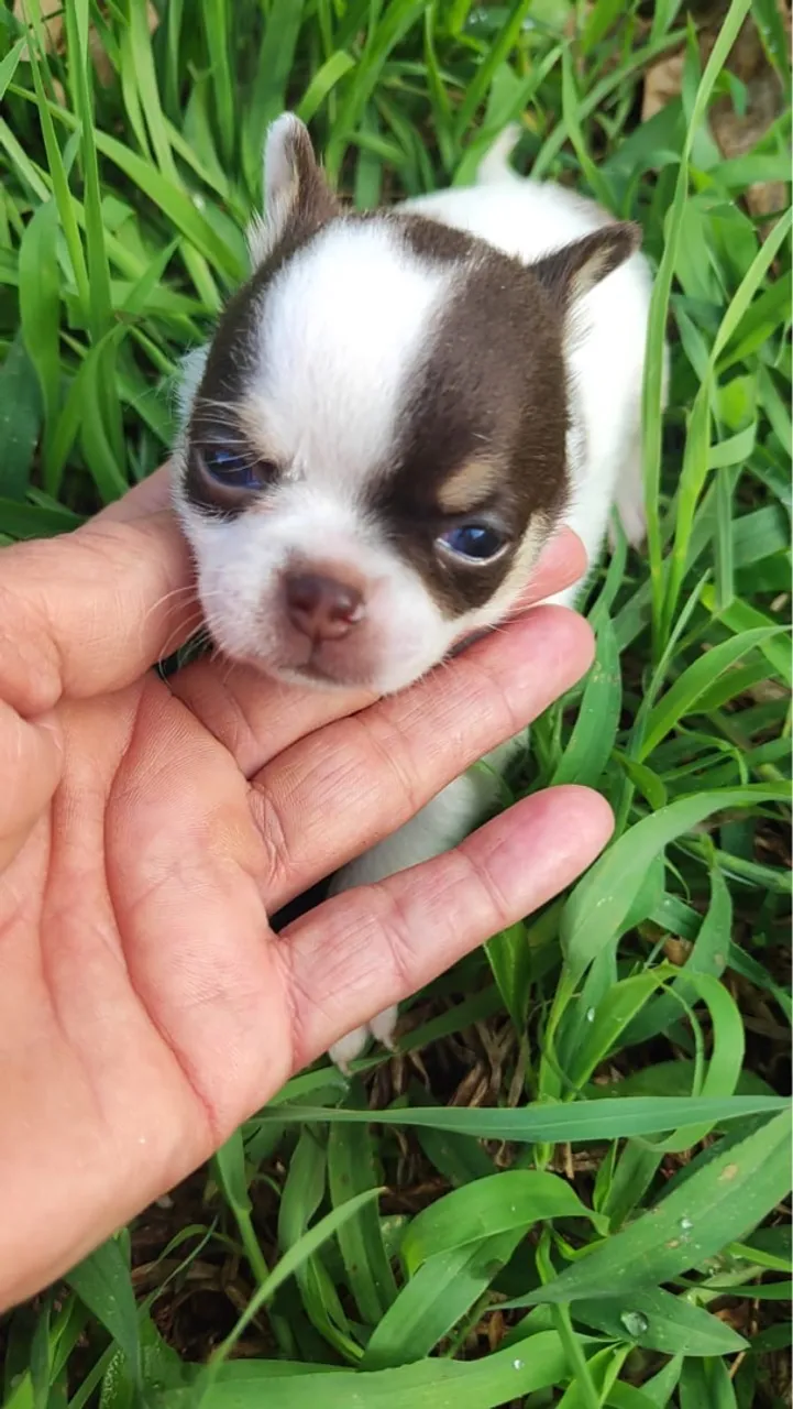 Chihuahua machinhos mini