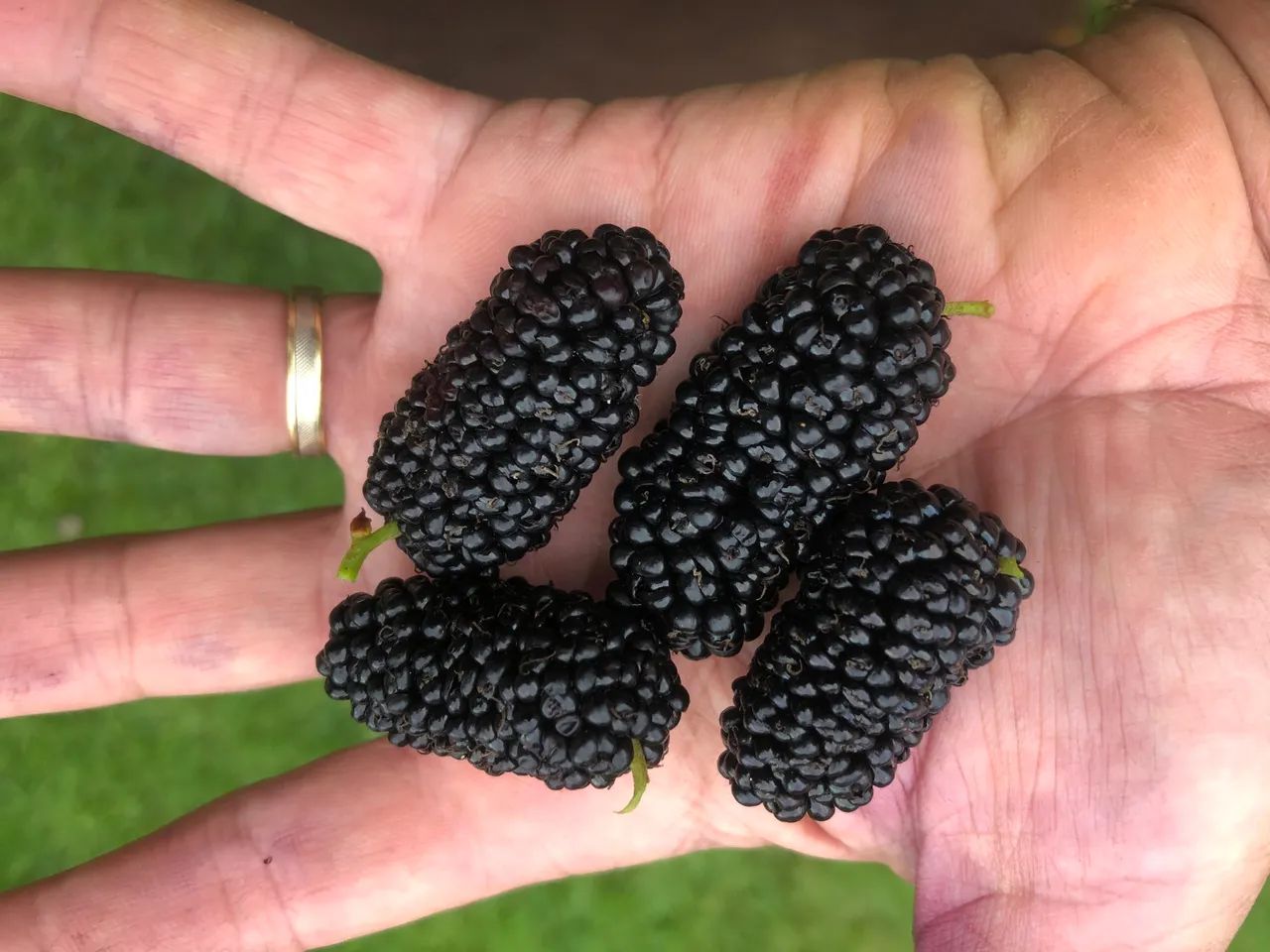 Mudas de amora gigante produzindo árvore frutífera de porte médio amoreira - Foto 4