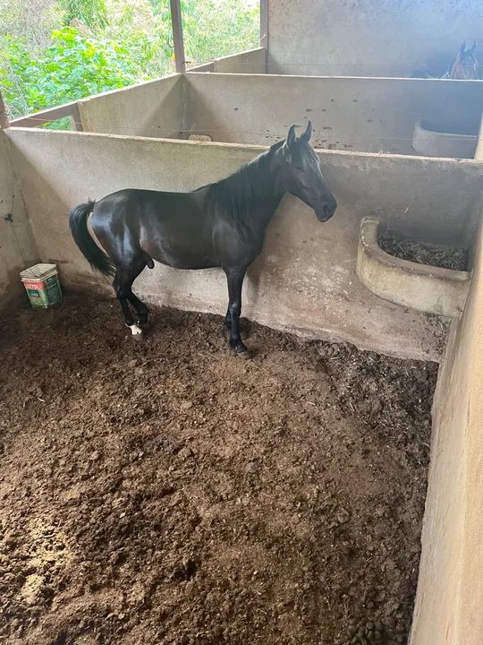 potro margalarga - Foto 2