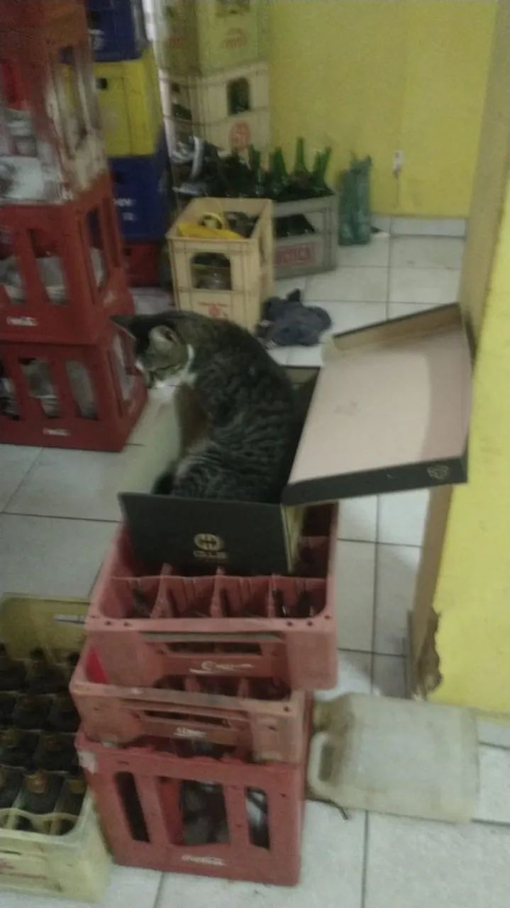 Gato lindo disponível para adoção responsável  - Foto 5