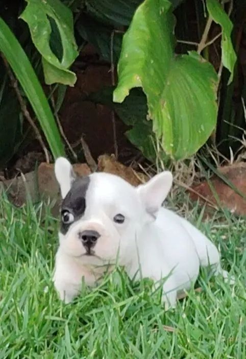 Filhote de Bulldog Francês - Foto 3