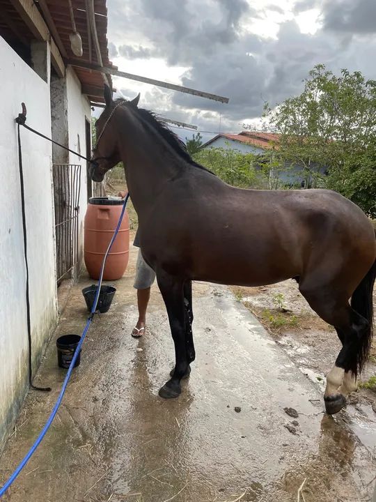 Cavalo MM picado - Foto 3