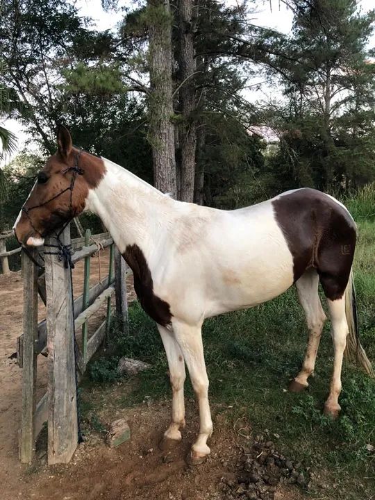 Égua Pampa Marcha Picada 7 anos