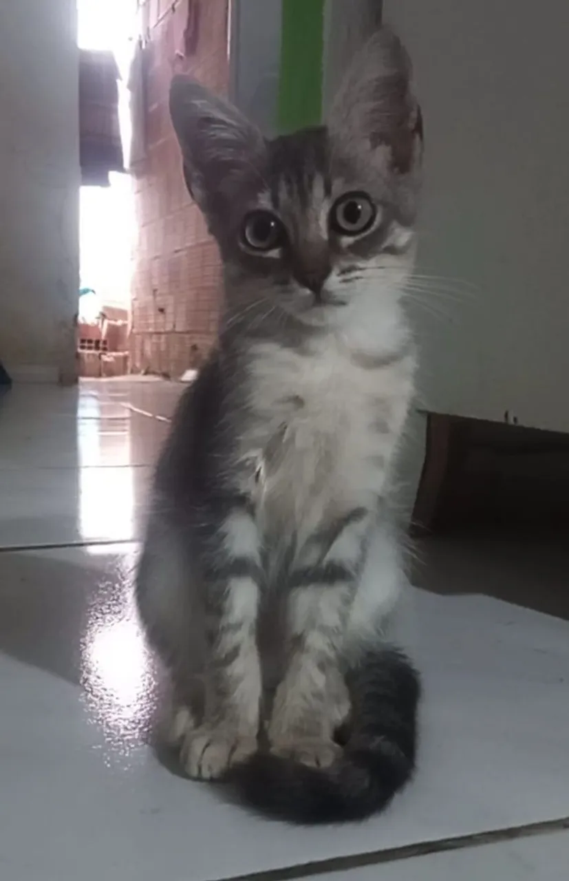 Gatinha filhote para adoção