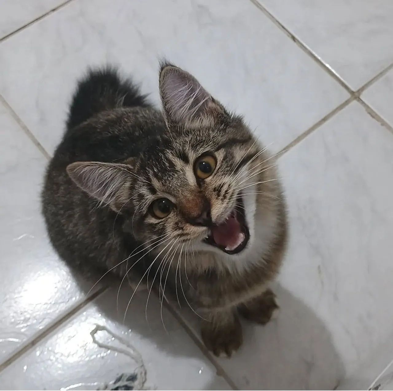 Gata castrado para doação  - Foto 2