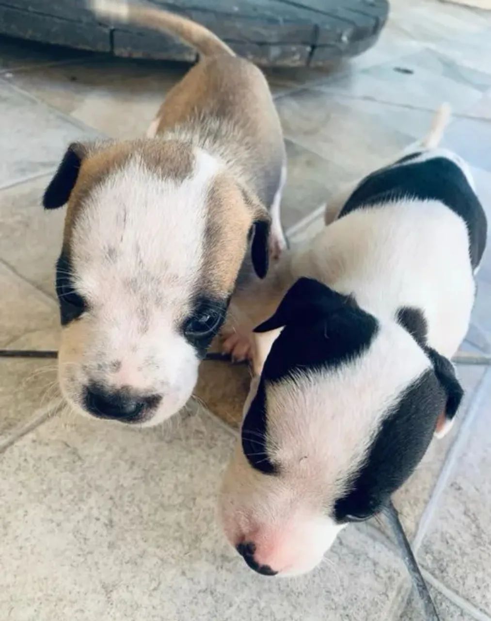 Filhote de pitbull puro ainda tem 3  - Foto 3