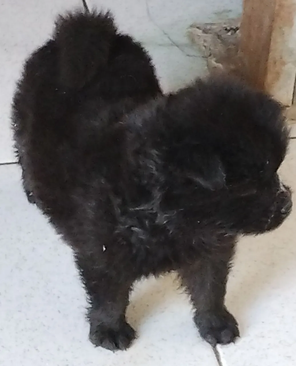 Lindos Filhotes de Chow-Chow