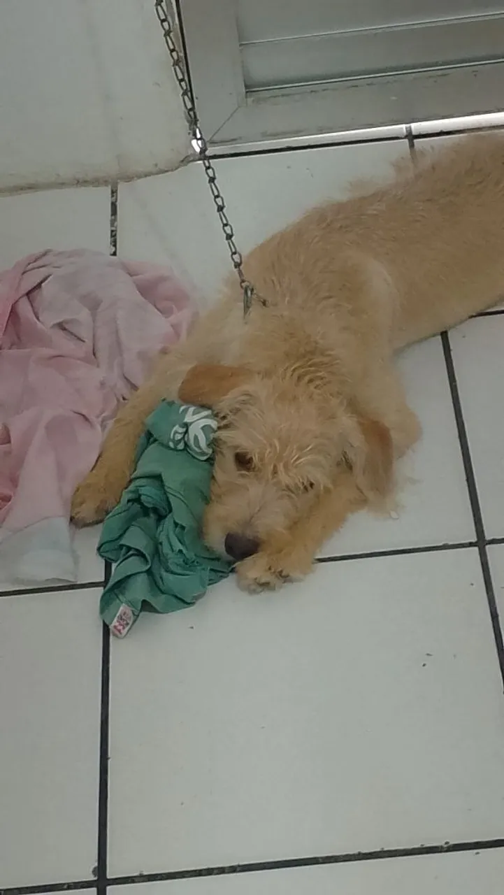 Filhote de poodle 5 meses