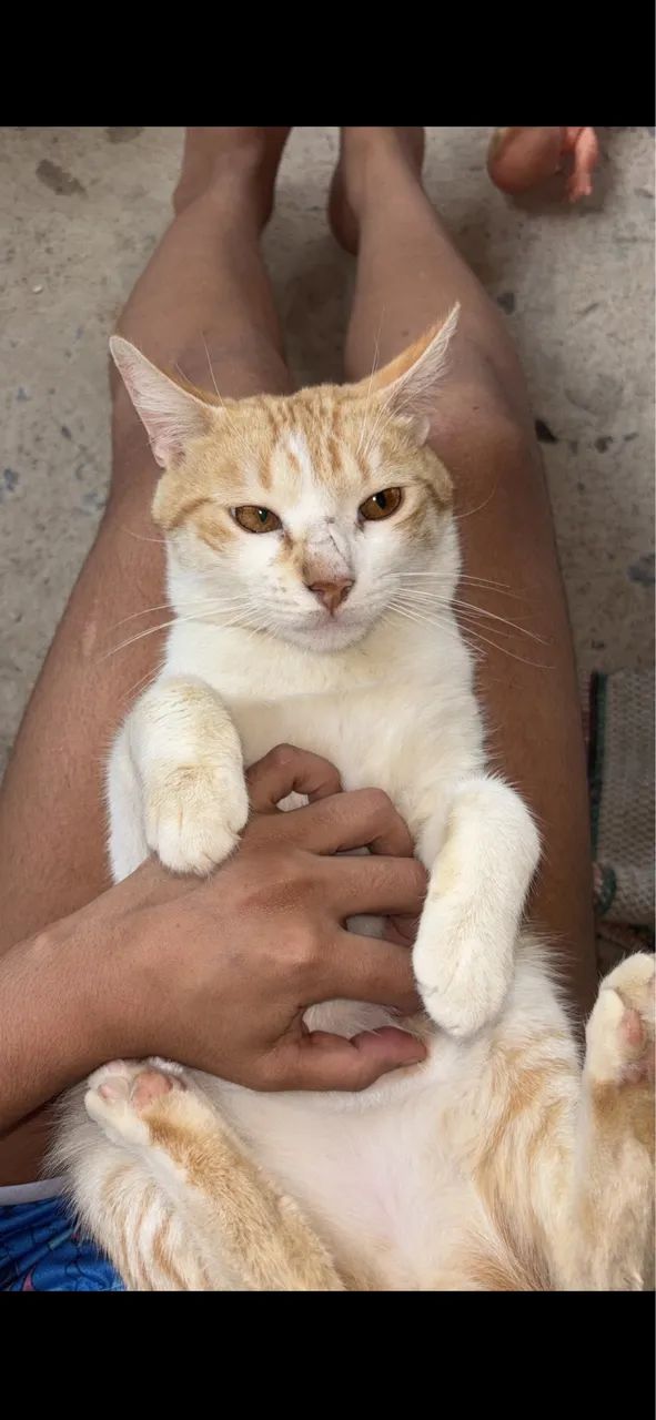 Doa-se gatinhos - Foto 2