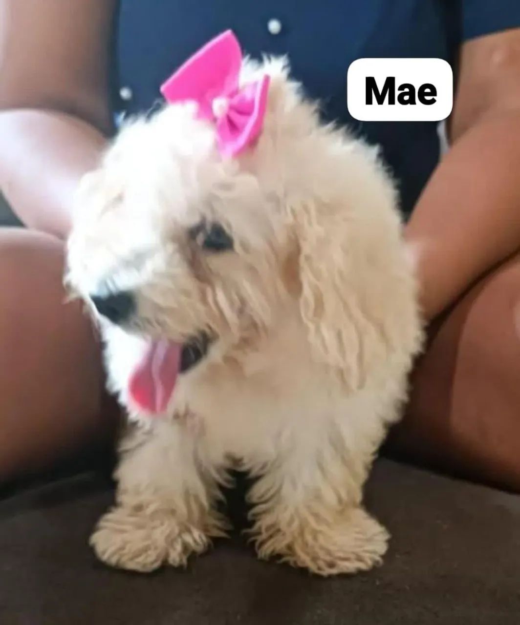 Vendo gaiola 64304559683073121