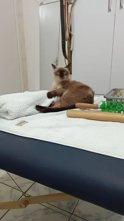 Adoção Responsável -Gata Siamesa  - Foto 3