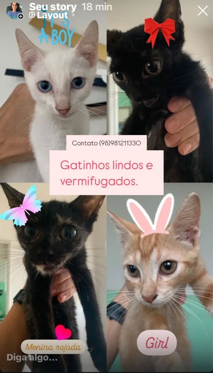 Gatinhos fofinhos e dóceis para adoção - Foto 2