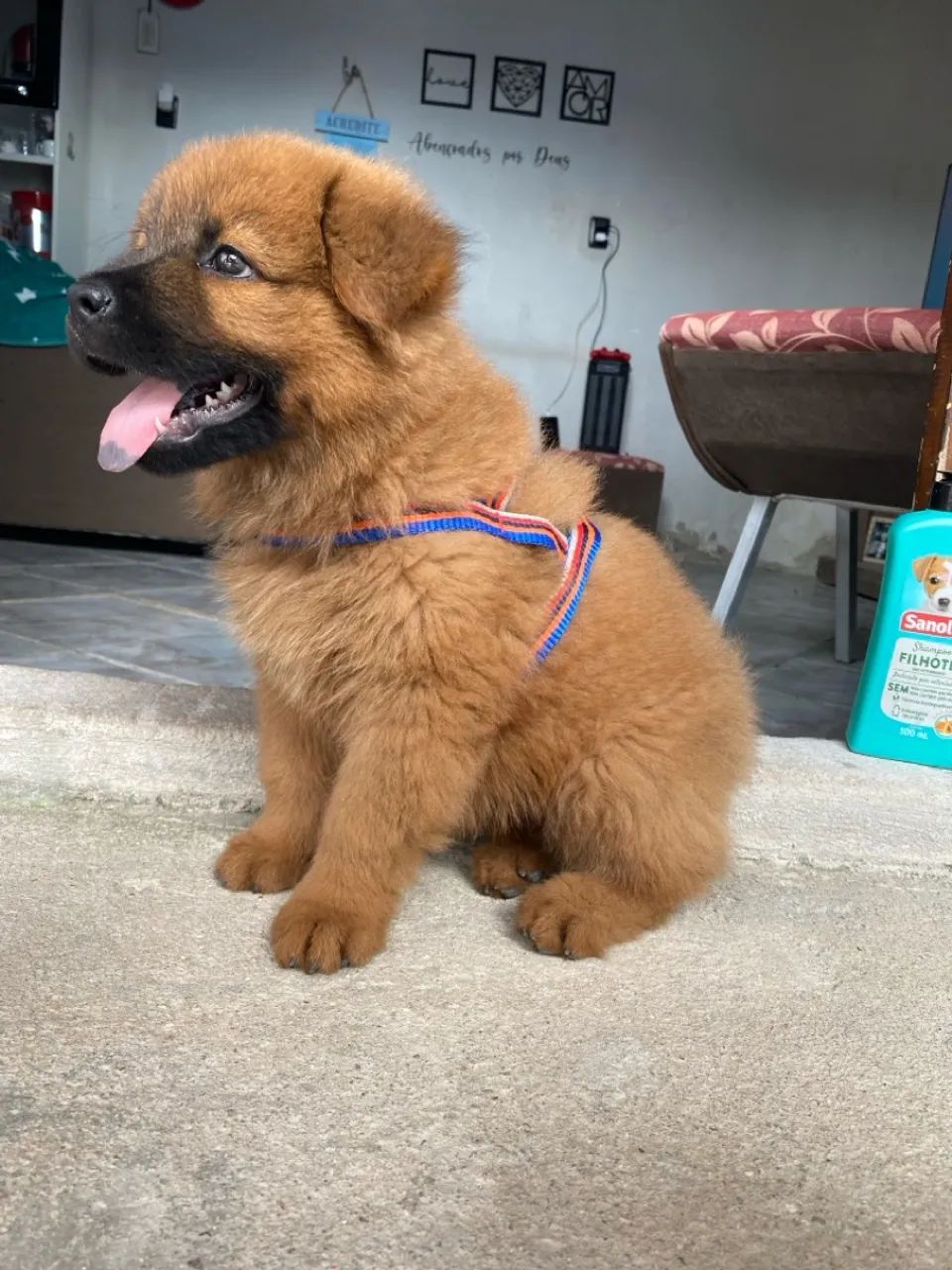 Fluffy Pitbull Mix Puppy Pitbull Chow Chow Mix Puppy Pitbull And