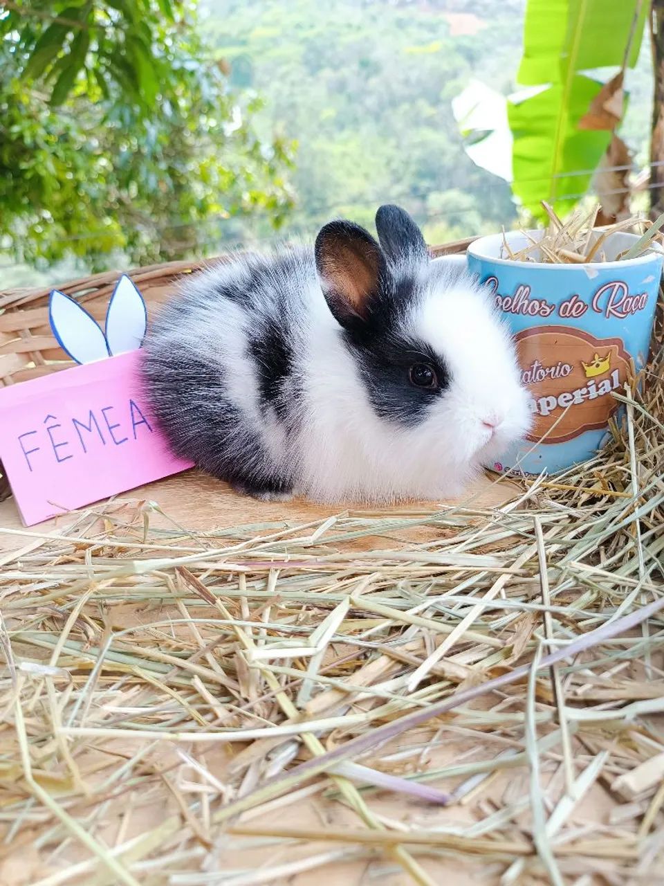 COELHO GIGANTE - COELHO MINI - COELHO ANÃO  - Foto 4