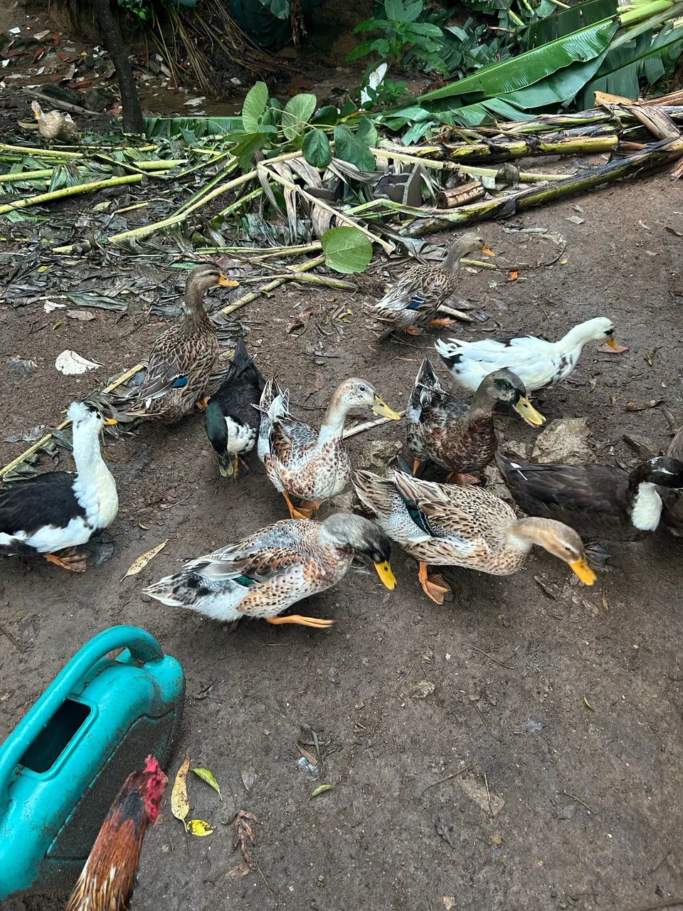 Vendo marreco rouen  - Foto 3