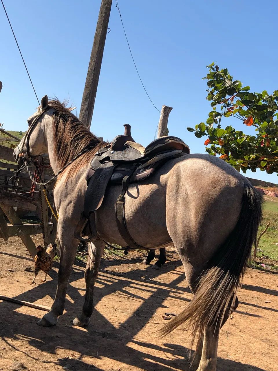 Cavalo quarto de Milha - Foto 2