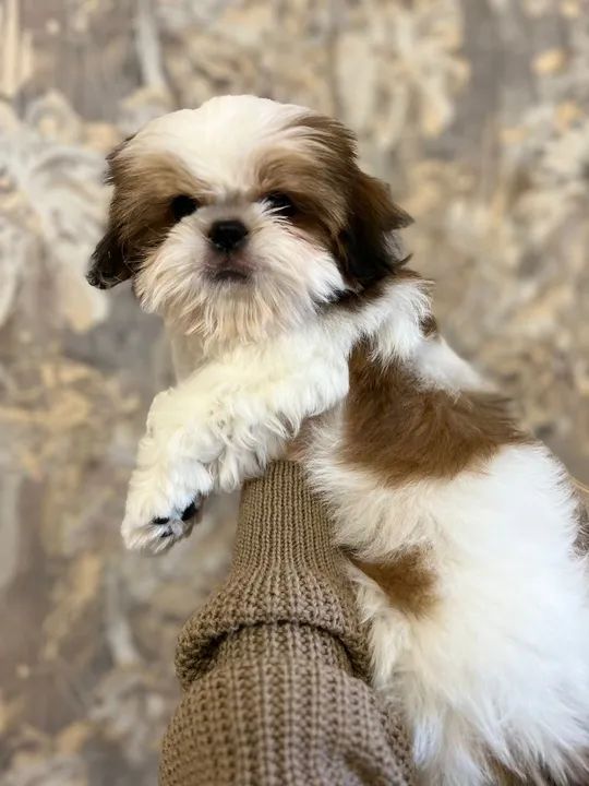 Shih-Tzu machos e fêmeas cores lindíssimas 