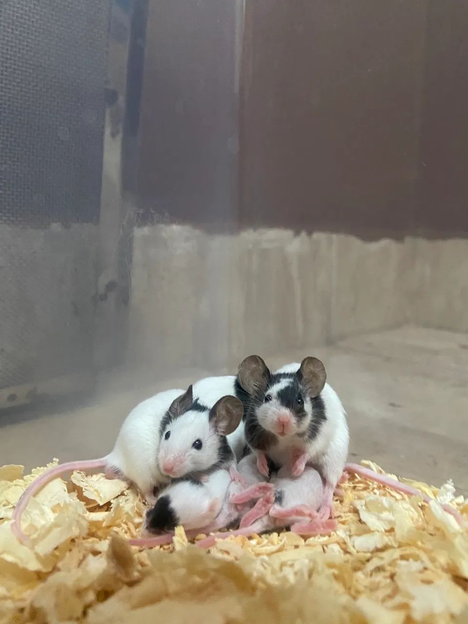 Camundongo Topolino  - Foto 4