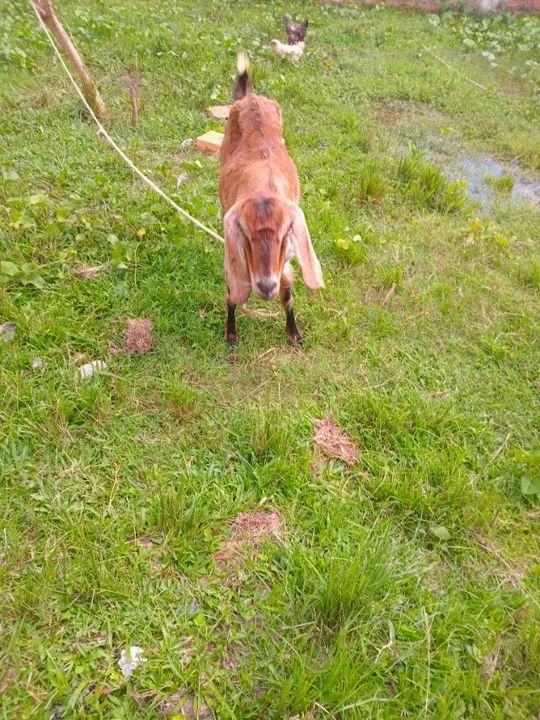 Cabra de leite - Foto 4