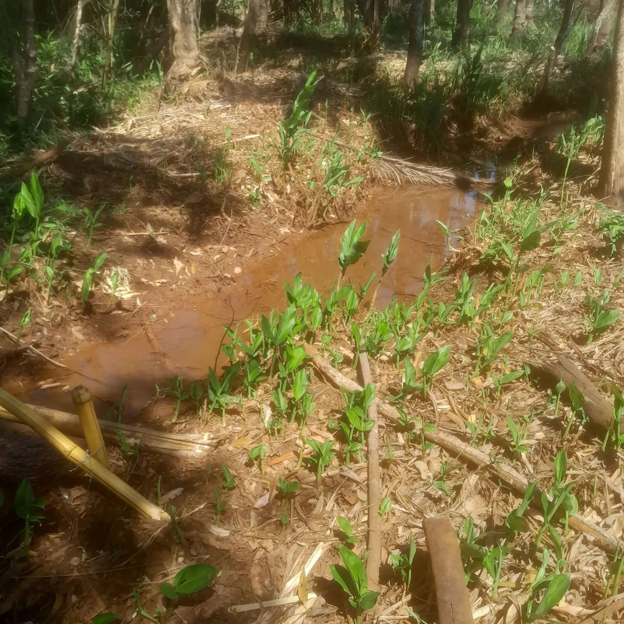 Terreno com água no fundo  - Foto 3