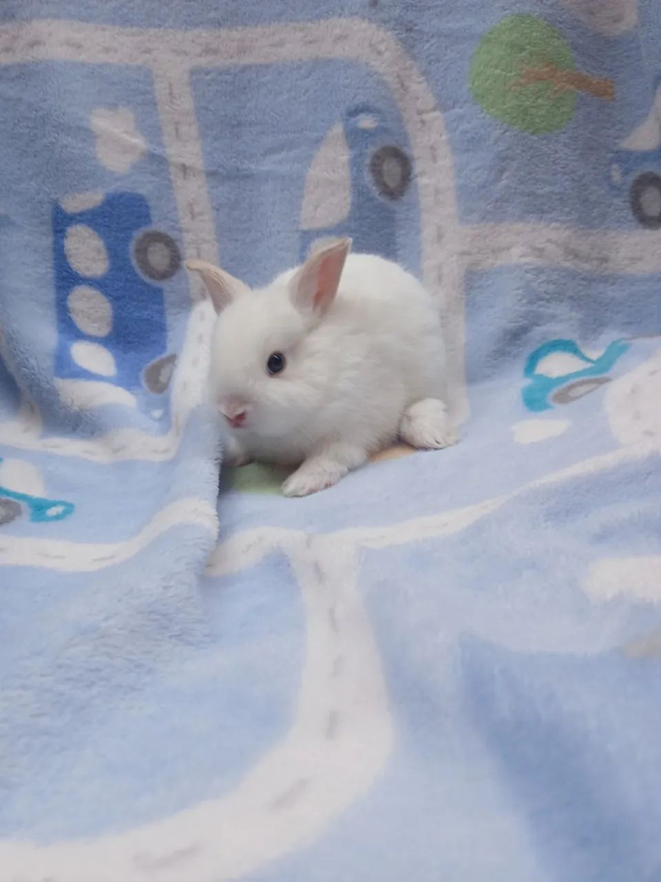 Mini coelhos - Foto 2