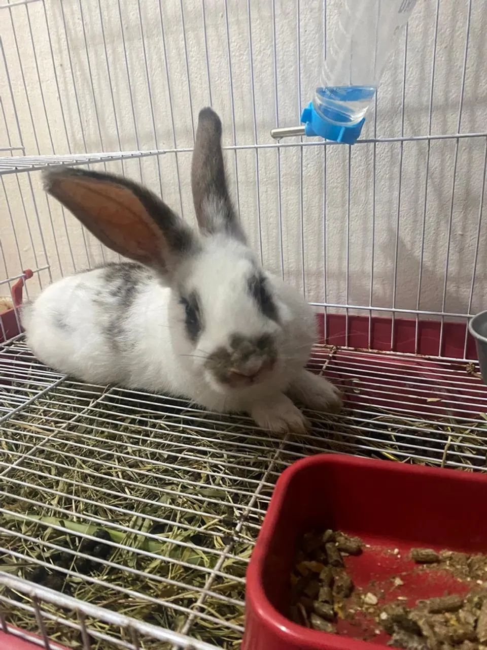 Coelho - adoção - Foto 2