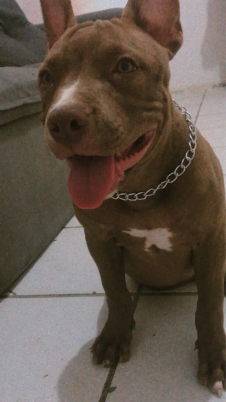 Pitbull disponível para adoção