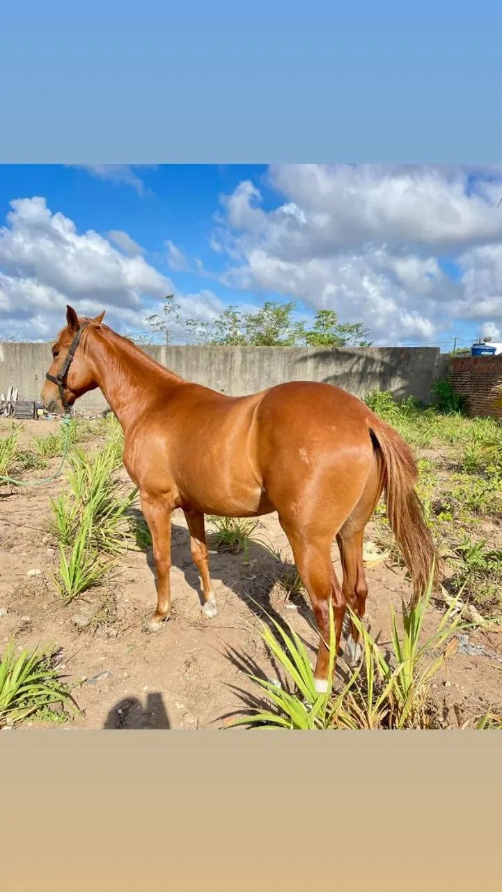 Vende-se ou Troca Potro! - Foto 3