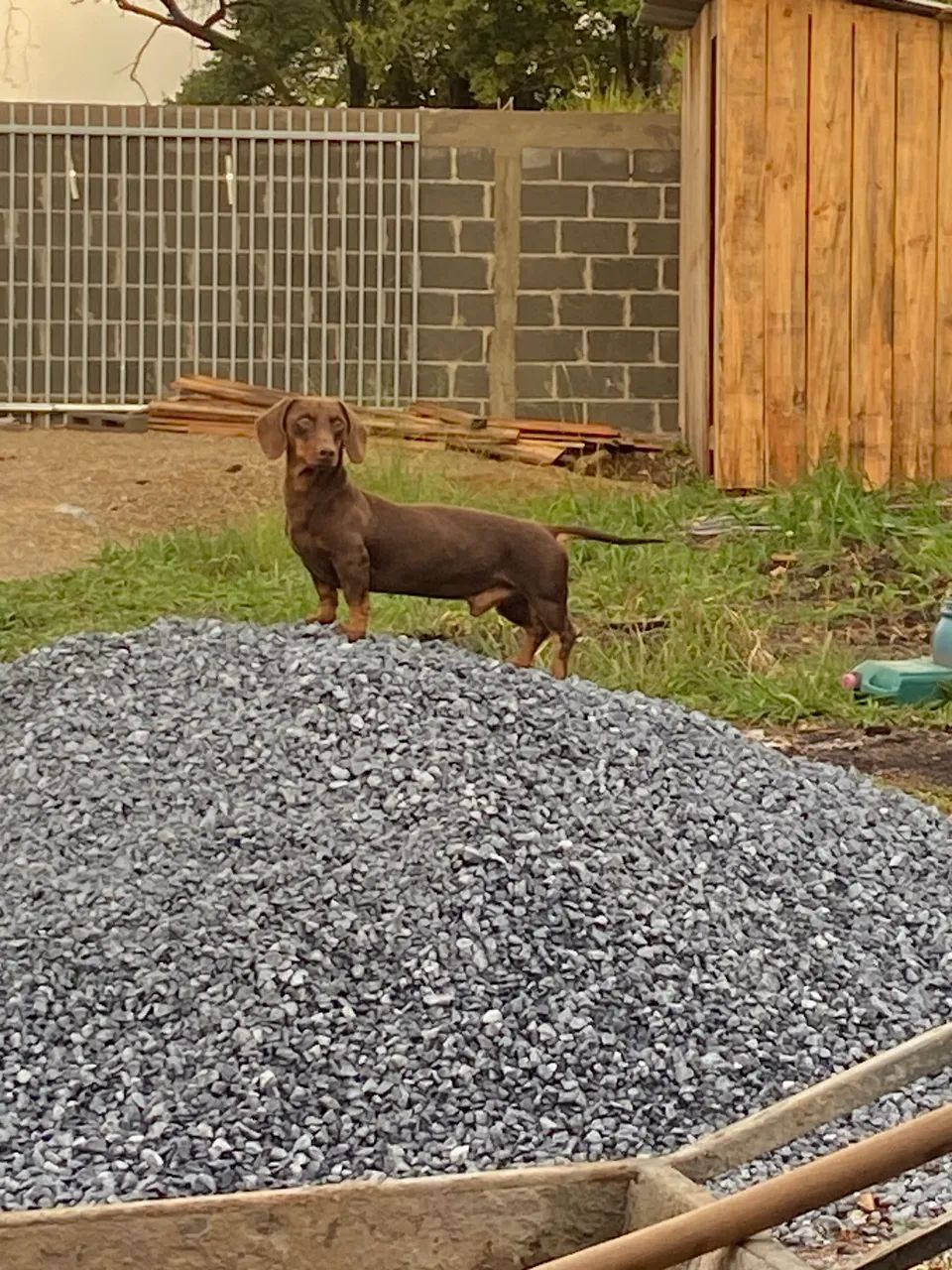 Dachshound  - Foto 3