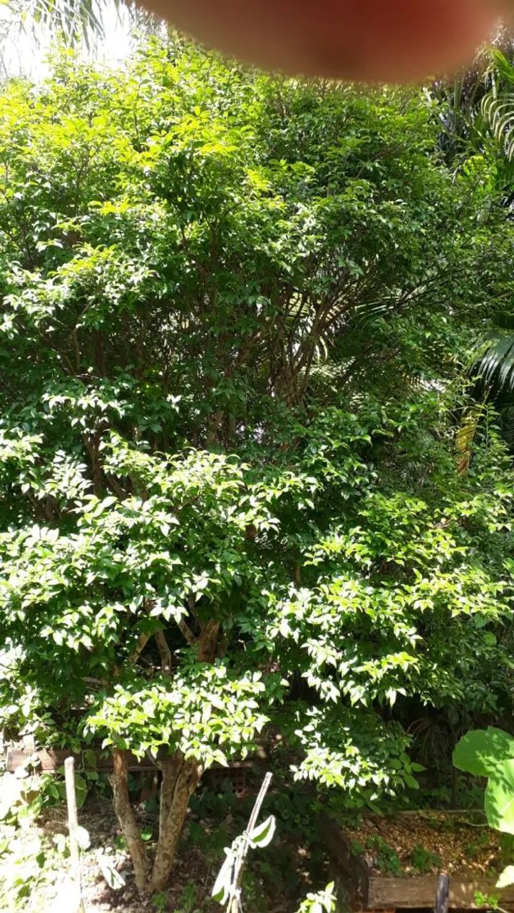 Pé de Jabuticaba Com Frutos. - Foto 3